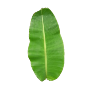 Banana Leaf (Vazhai Ilai)-(Per Piece)