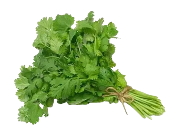 Fresh Coriander Leaves
